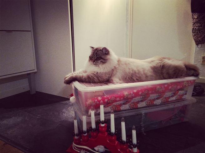 12304426_530307123800996_3947659087605082460_o