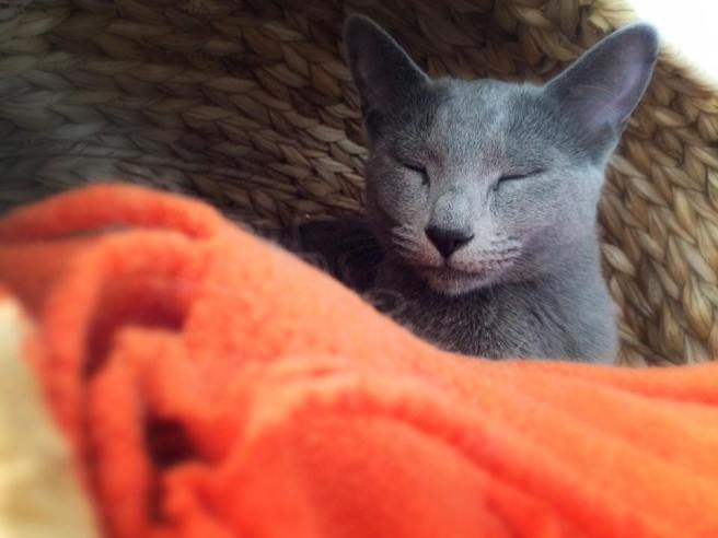 13240626_1033059883452694_5574753096473959492_n