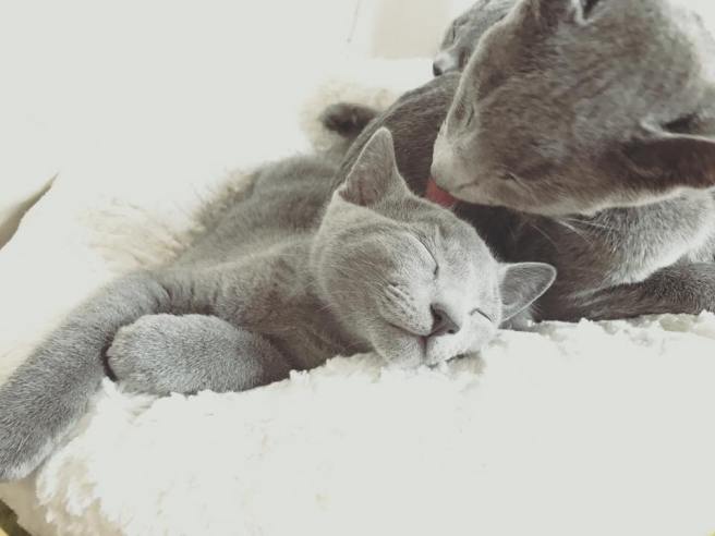 21192880_1478128832279128_4799540498873708675_n