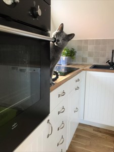 66285913_2331671730258163_6742904045456850944_n