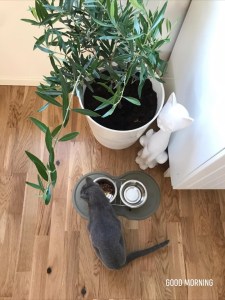 66380701_2331671363591533_3724972797349330944_n