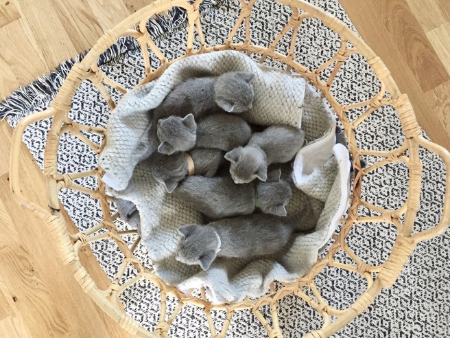 8521FC98-8A9D-4D93-A433-FE82FB6EE593