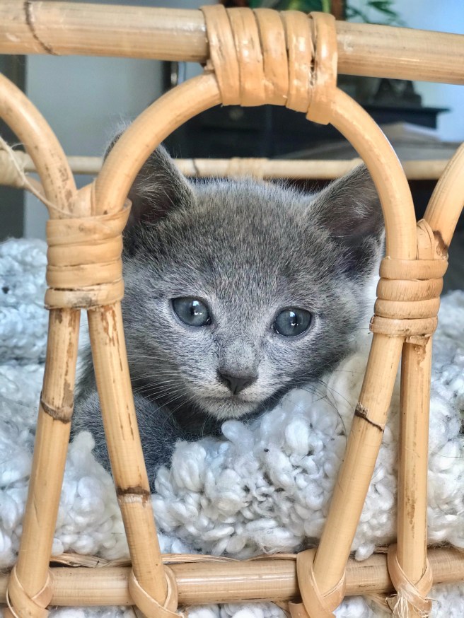 459FEDA5-A891-422F-A574-3DA8632D80C8