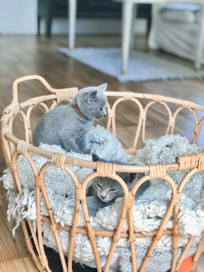 83CE30CA-606D-419A-893B-1719B6B12F84