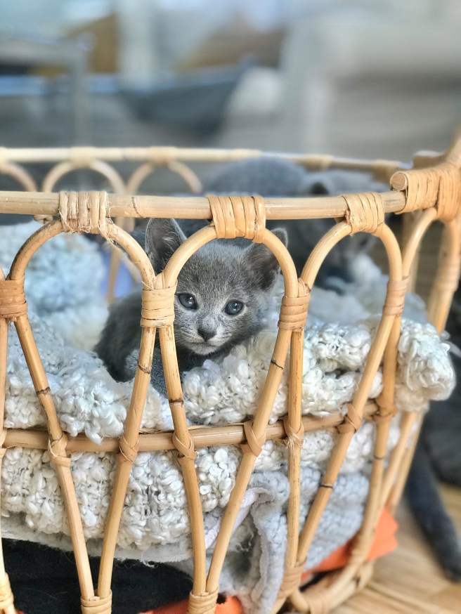 A0C8F454-B908-47E0-9F6B-88ADCA65BA6A