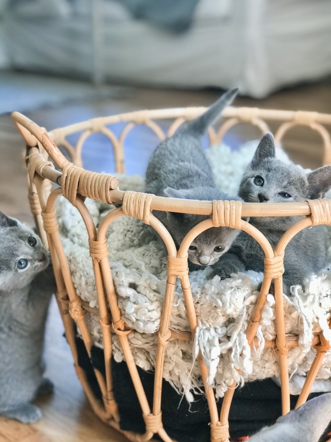 E2590123-4ABF-452C-B145-28A498AE7CB0